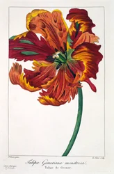 Tulppaani "Firebird", 1836 (käsinvärinen kaiverrus)